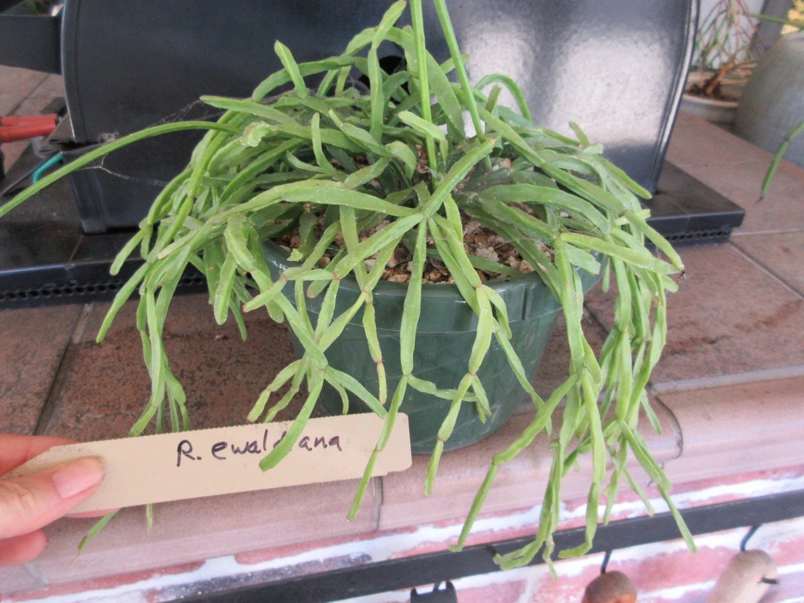 Rhipsalis Ewaldiana Rooted Plant in 6" Pot - Tropical Cactus Succulent - Ideal Indoor Houseplant