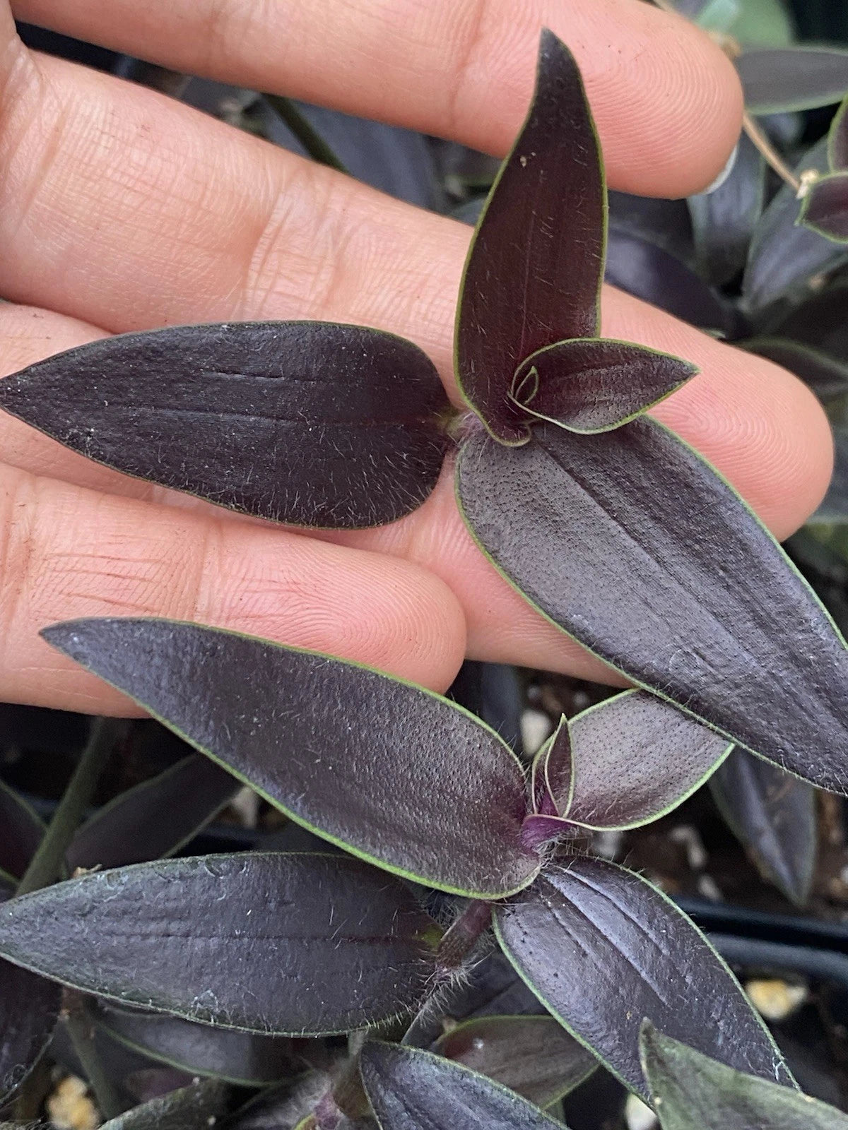 Dark Desire Wandering Dude Cuttings - Rare Tradescantia Jose Puig - 2 Rooted Cuttings for Plant Propagation