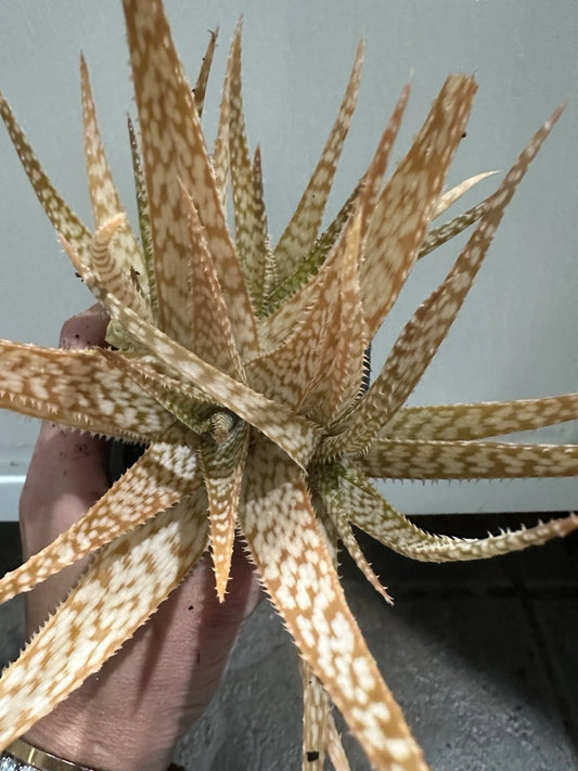 Aloe Vera Hybrid Plant | Well-Rooted Succulent | Aloe cv. 'David Grigsby' | Rare Variegated & Drought-Resistant Variety