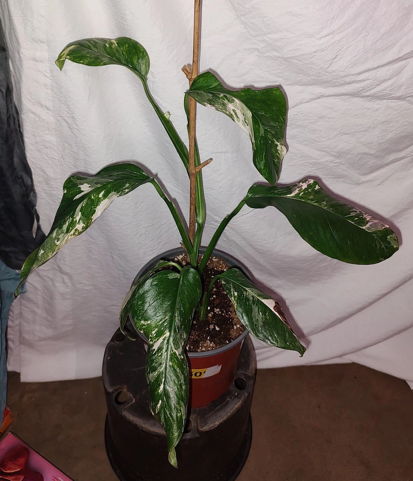 Monstera lechleriana Variegated Plant | Tropical Houseplant | Beautifully Unique Foliage | Perfect for Indoor Humidity