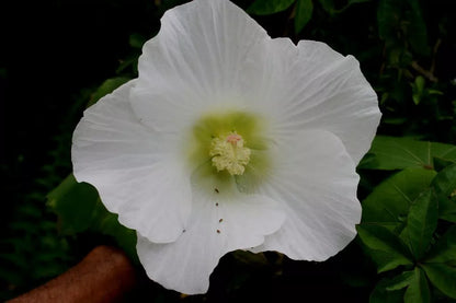 50 Seeds Hibiscus mutabilis Single Cotton Confederate Rose