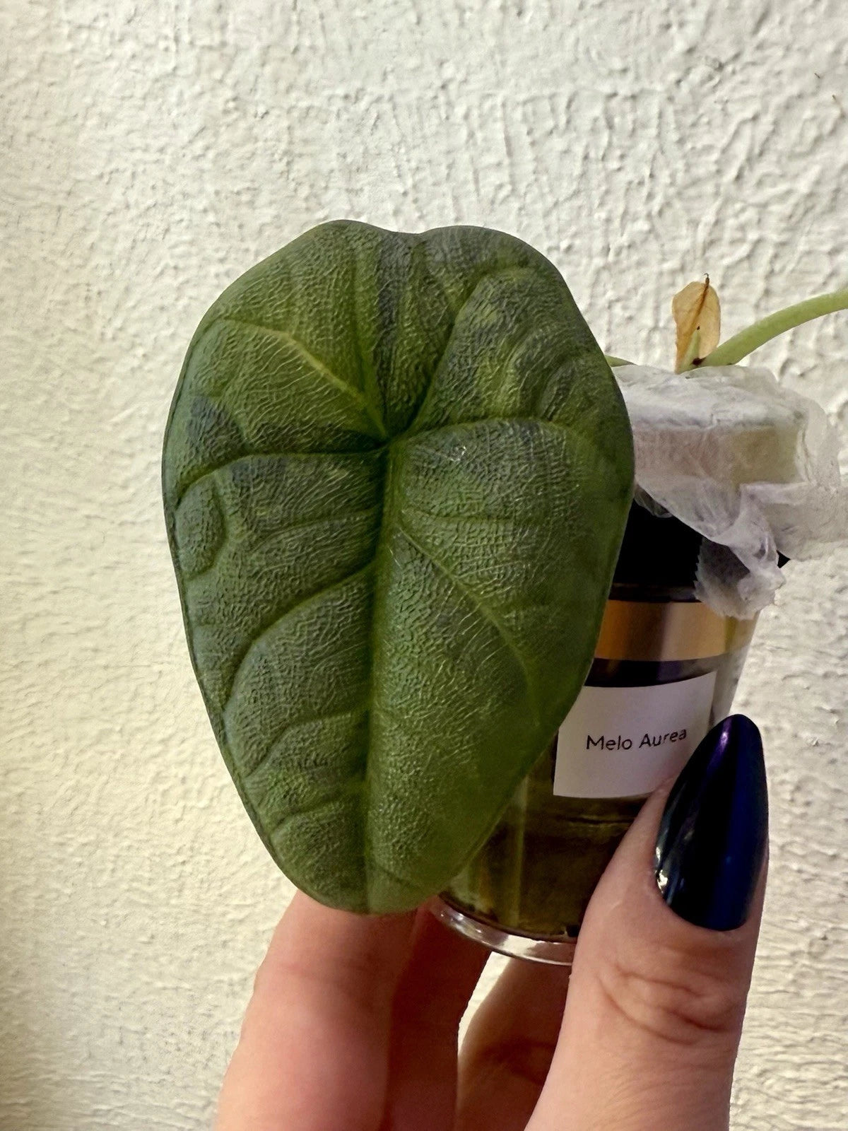 Rare Alocasia Melo Aurea Variegata Pup - Well-Rooted, 2 Leaves, New Growth - Unique Green-on-Green Variegation, Aroid Collector's Plant