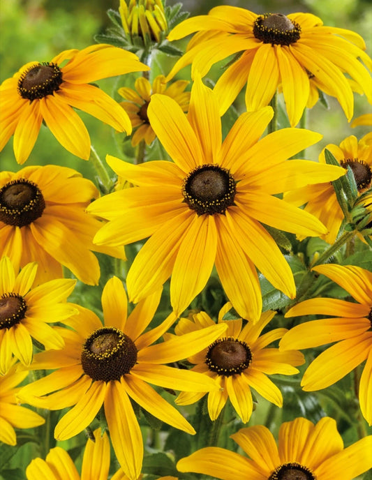 10 Bare Root Black Eyed Susan Starter Plants - Rudbeckia hirta for Immediate Planting