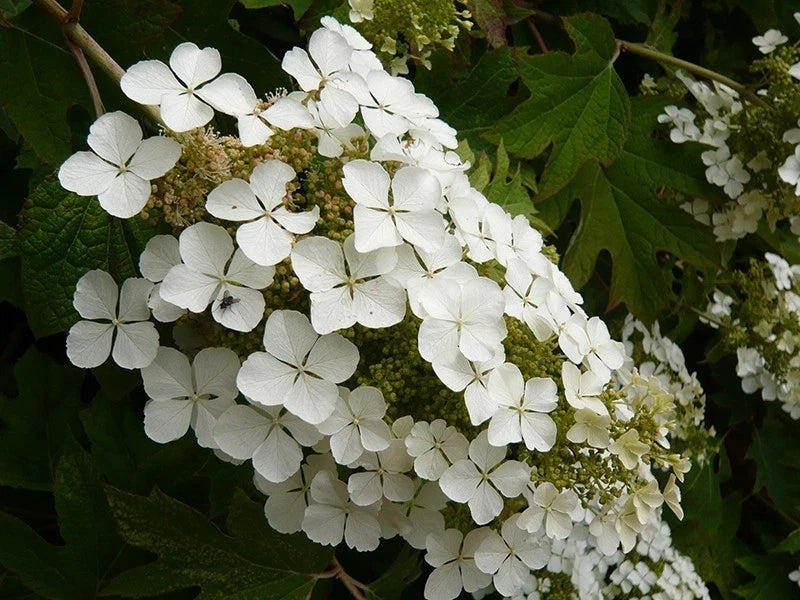 Oakleaf Hydrangea Plants - Set of 5 Rooted Snow Queen - Native Shrubs for Garden - Hydrangea quercifolia 'Snow Queen'