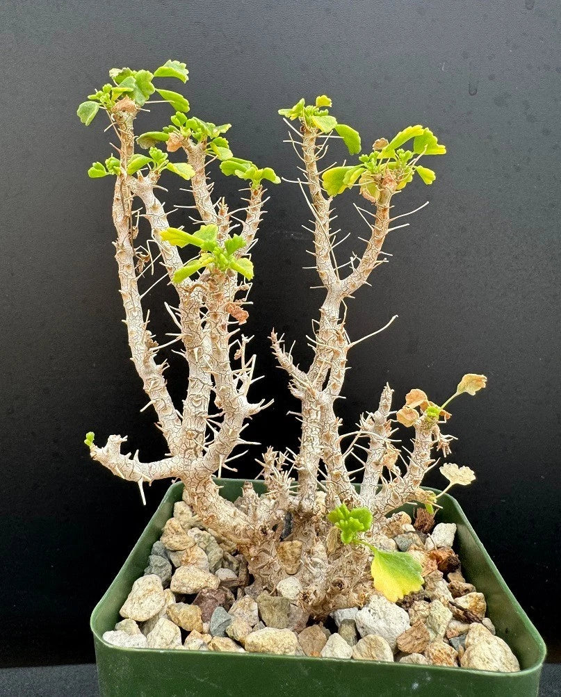 Pelargonium xerophyton Succulent Plant - Well Rooted 5.5" Rare Variety - Unique White Flowers with Red Markings