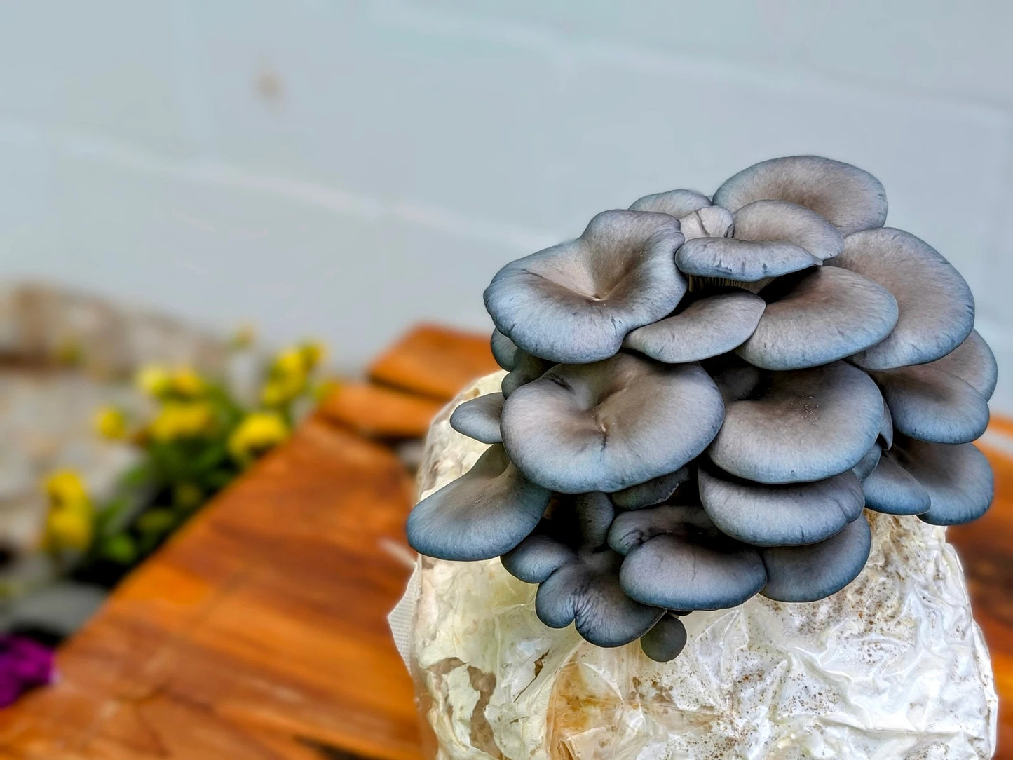 Blue Oyster Mushroom Grain Spawn - 4 Bags of Organic Rye Berry & Brown Rice Mycelium - Fast-Growing Mycelium for Maximum Harvest