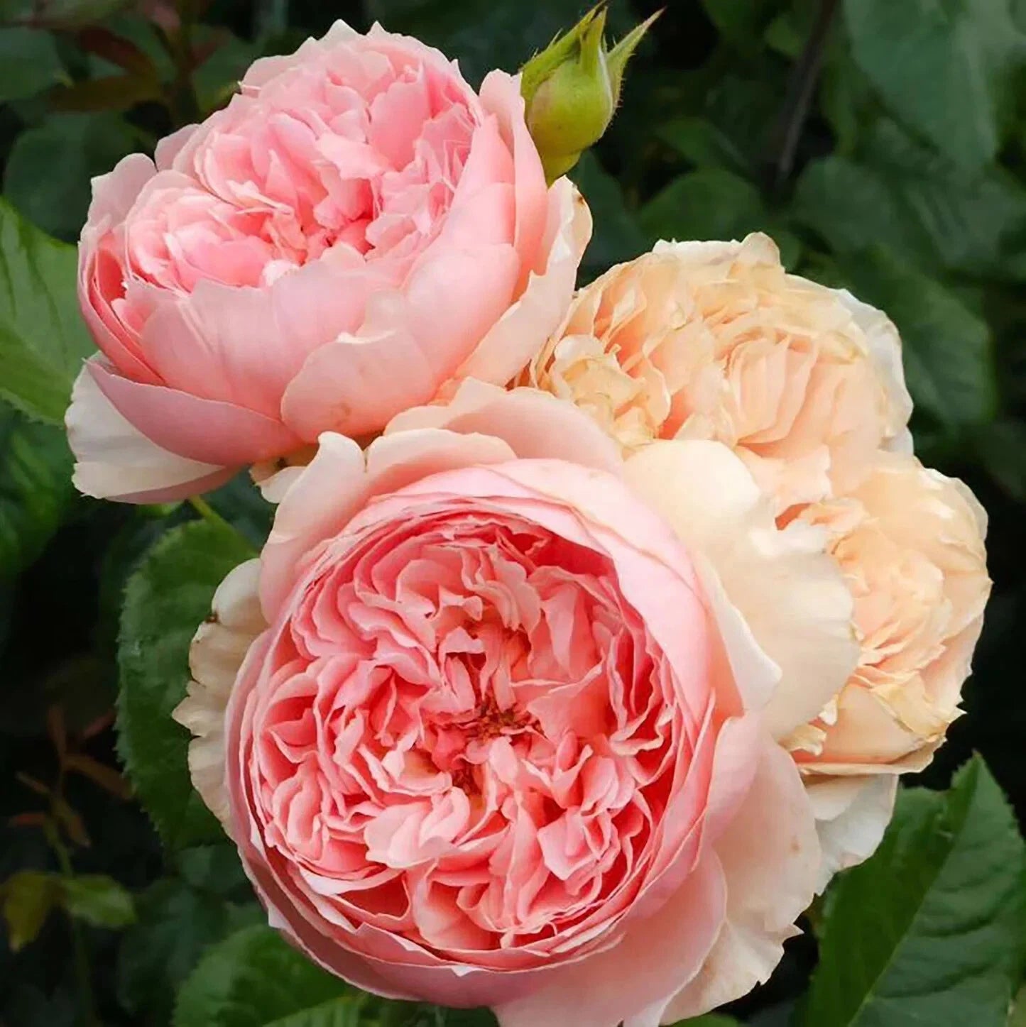 Live Rose Masora Plant - Pink Japanese Rose - Own Root - Perfect for Garden - Rosa rugosa