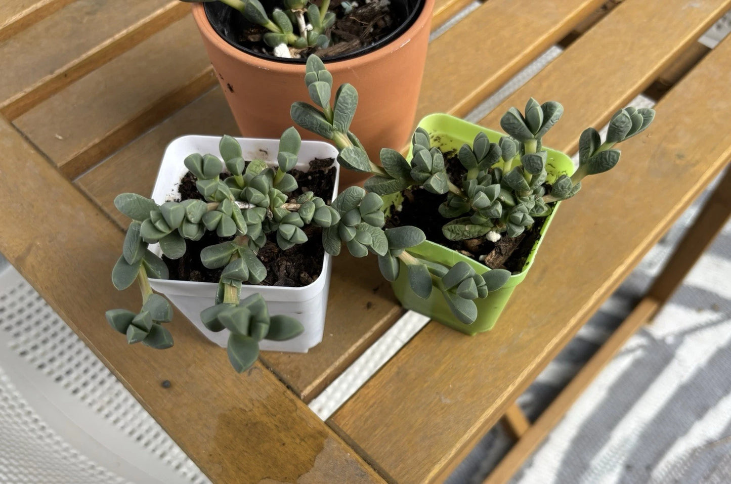 Ice Plant Succulent Live Plant in 3 Inch Pot - CORPUSCULARIA LEHMANNII - Drought-Tolerant Ground Cover, Low Maintenance