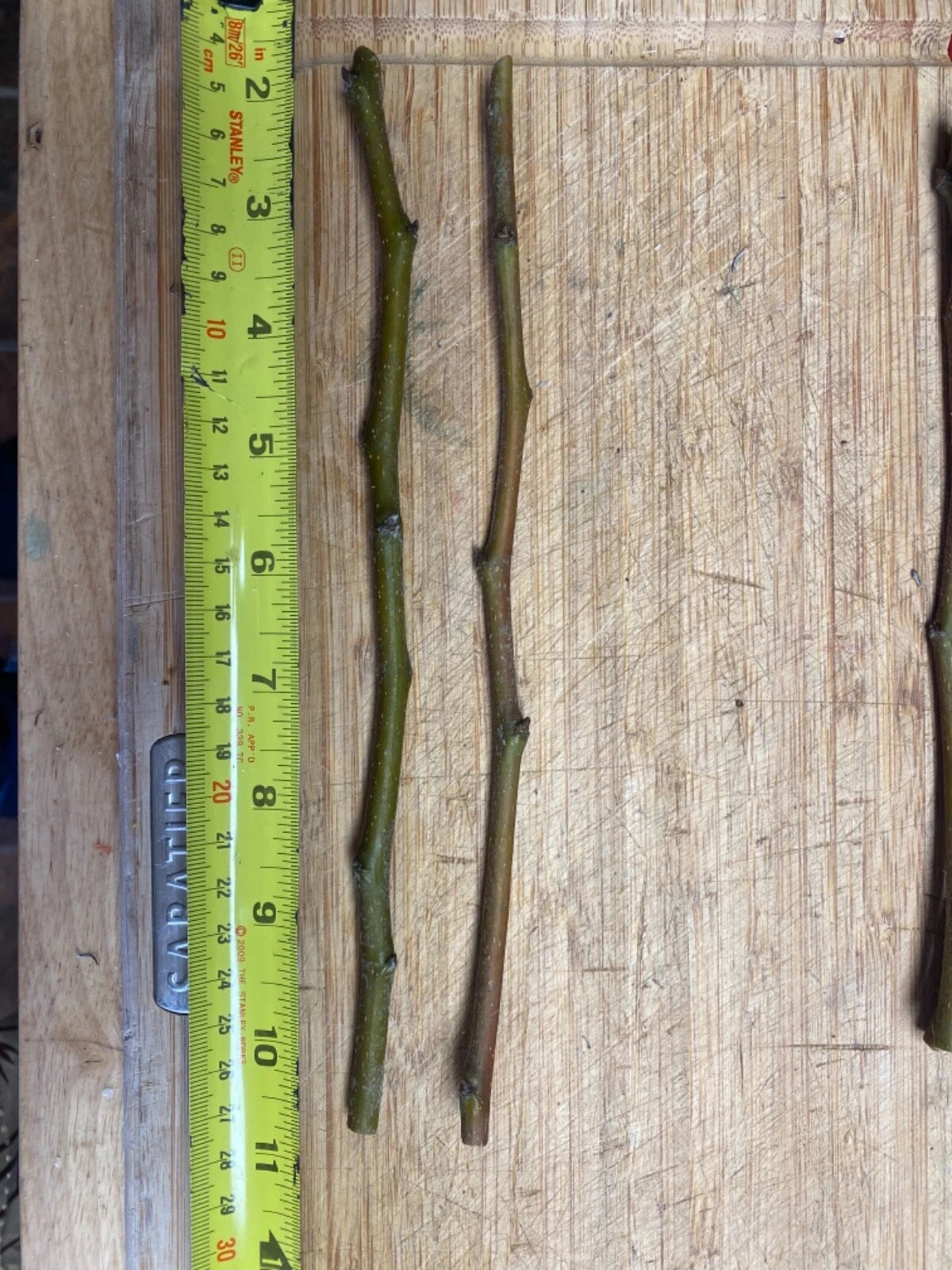Fruit Tree Cuttings - Fresh Scion Wood - Apple Lodi (Yellow Transparent) - Grafting & Rooting - Organic, Non-Diseased Trees