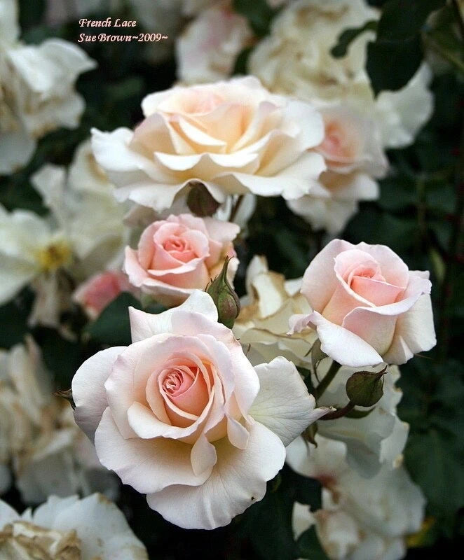 French Lace Rose Cuttings (3) - Ivory Floribunda with Sweet Fragrance - Disease Resistant - Organically Grown in California