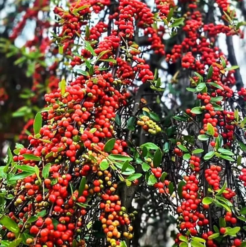 Live Weeping Yaupon Holly Plant - 4-6" Soil-Wrapped Roots - Ilex vomitoria - Compact Evergreen with Red Berries