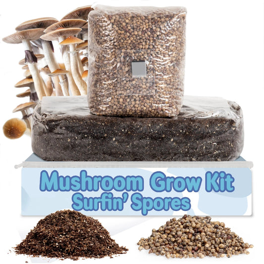 All-in-One Mushroom Grow Kit 6 lb | Sterile Grain & CVG Substrate | Surfin' Spores (Mycology)