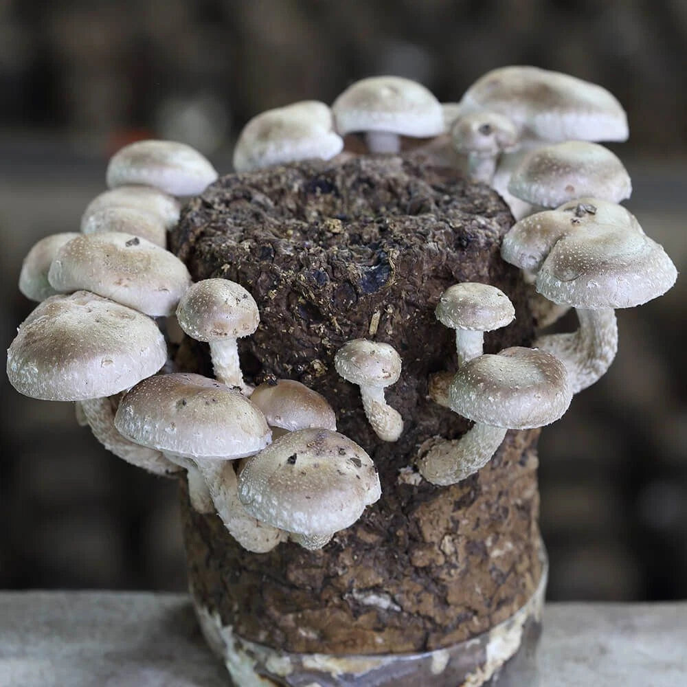 Shiitake Liquid Culture Syringe 12cc Shiitake 3782 Lentinula edodes - Pure Mycelium for Home Mushroom Cultivation