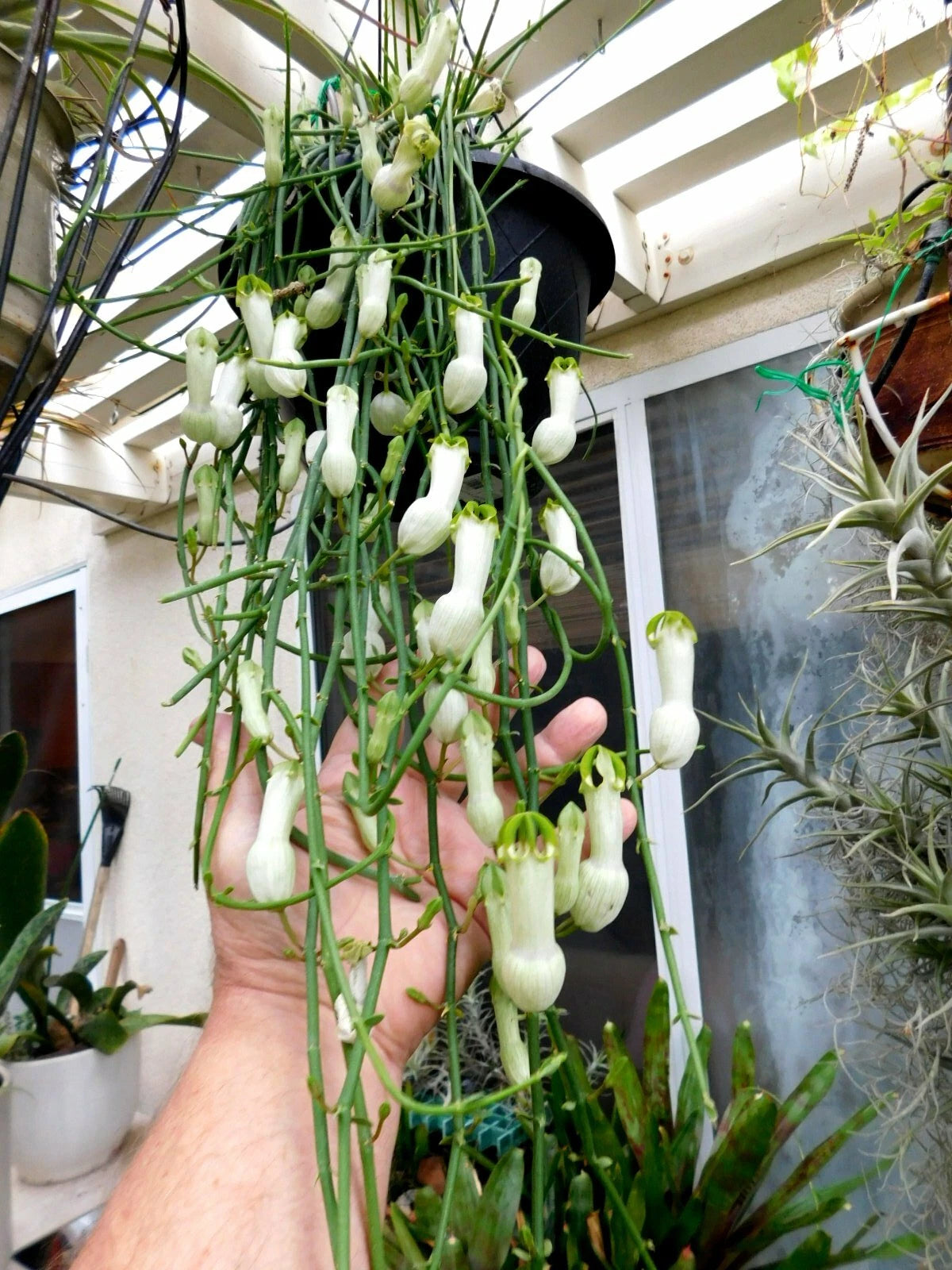 Ceropegia Ampliata Cutting - Condom Flower - Floral Explosion - Succulent Stem - Easy Care Houseplant