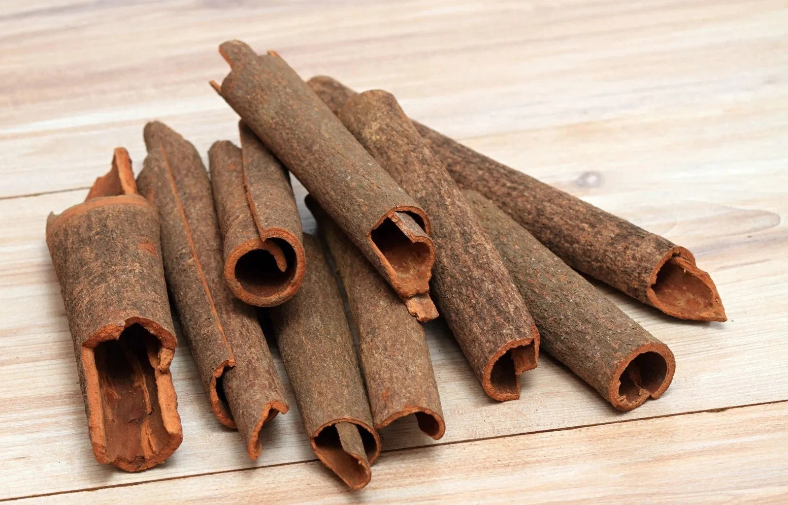 Live Cinnamon Plant - 1ft Aromatic Culinary Spice Tree - Cinnamomum verum - True Cinnamon from Sri Lanka - Container Friendly