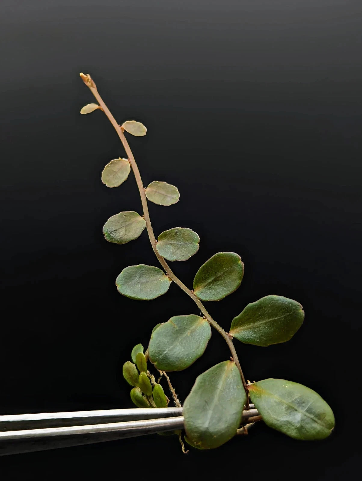 Marcgravia sp azrael Cutting - 15-Leaf Terrarium Plant for Quick Rooting, Dark Foliage, Ideal for High Humidity Environments