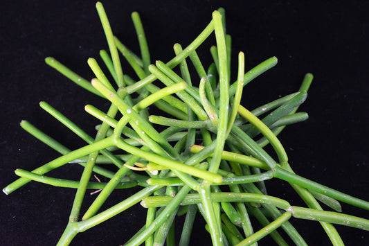 18 Fresh Pencil Cactus Cuttings - Euphorbia Tirucalli - Healthy 4" to 6" Plant Cuttings for Propagation and Planting