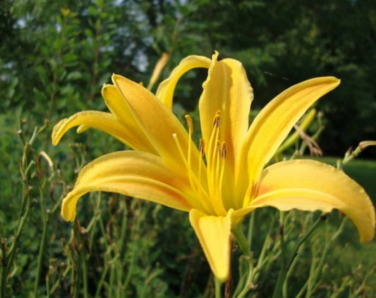 Yellow Hemerocallis Autumn Minaret Bareroot Perennial Daylily - Diploid, Reblooming, 3-Pack, Attracts Butterflies, Full Sun