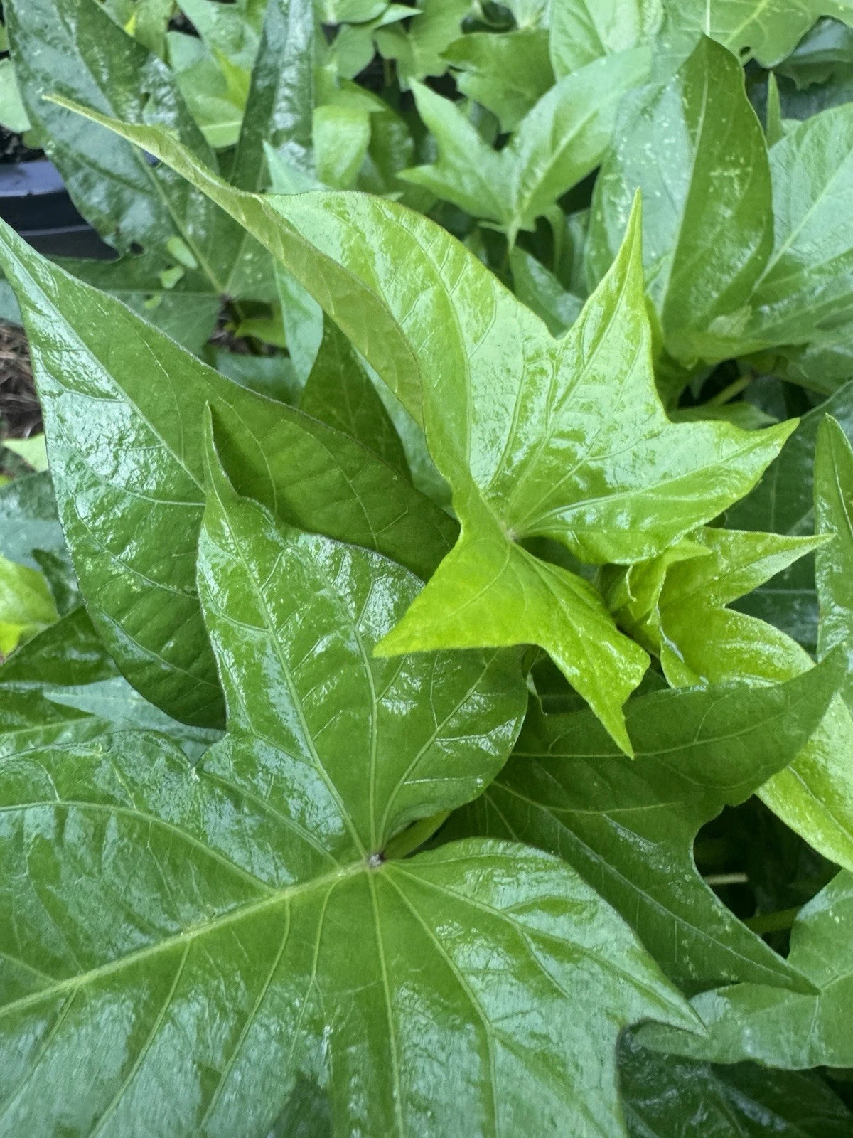 Mursaki Sweet Potato Slips - 5 Unrooted Cuttings - Maroon Skin, White Flesh - Ipomoea batatas