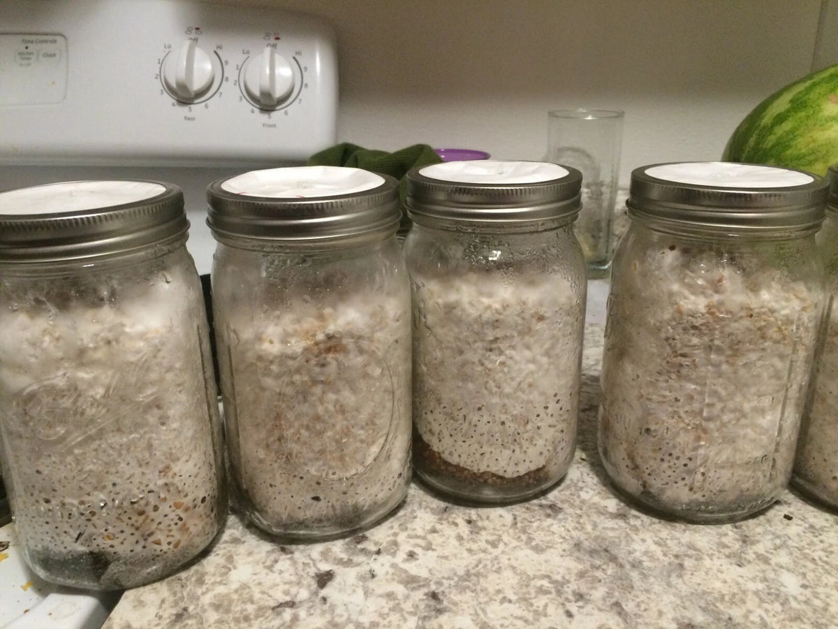 Sterilized Mushroom Spawn Jars (Quart) - Rye Berries with Self Healing Injection Port - 2 Pack