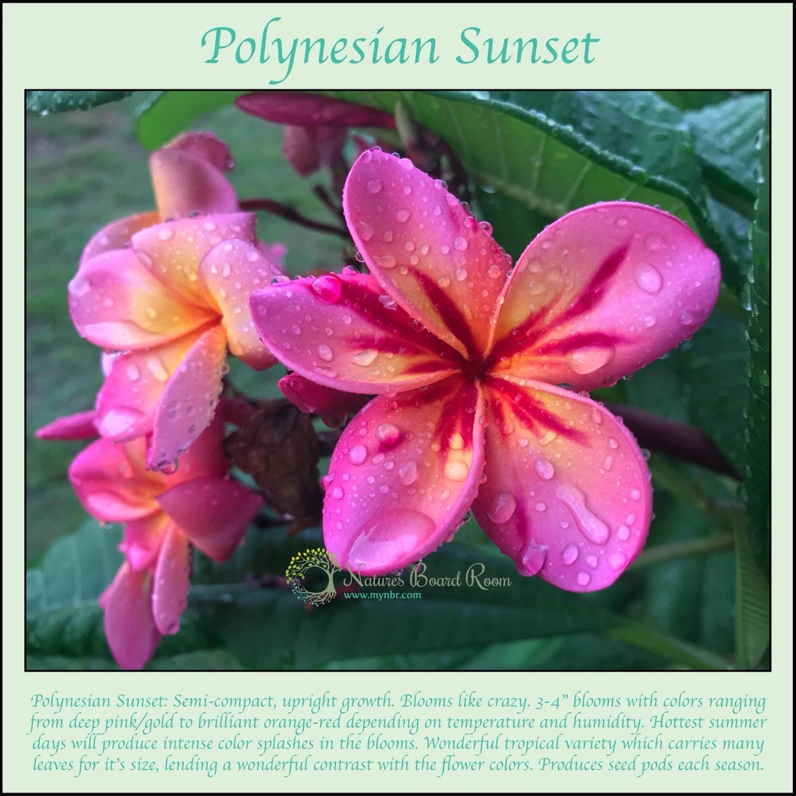 Rooted Plumeria Plant Cutting - Polynesian Sunset, Single Tip - Plumeria rubra, Tropical Flowering Plant for Garden