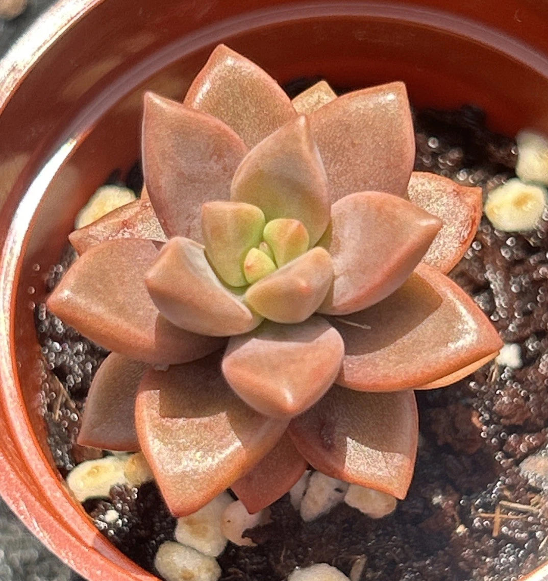 Live Succulent Plant | Graptosedum ‘Vera Higgins’ | Fully Rooted 2 Inch Pot | Ideal for Indoor Gardening