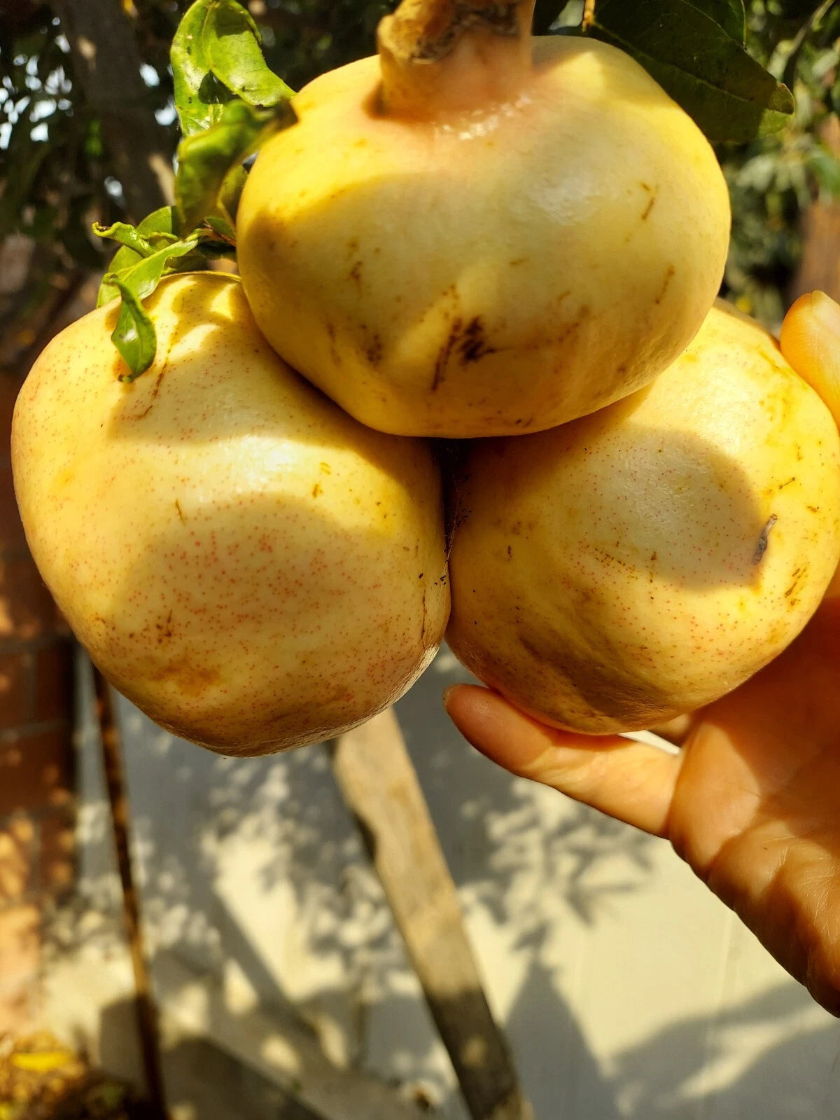 Rare Organic White Pomegranate Cuttings - 10 inches - Punica granatum - Sweet Variety for Easy Germination