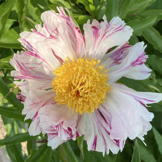 "Peony Bare Root 5-7 Eyes 'Peppermint Patti' Unique White with Red Streaks Paeonia Lactiflora Fall Harvest"