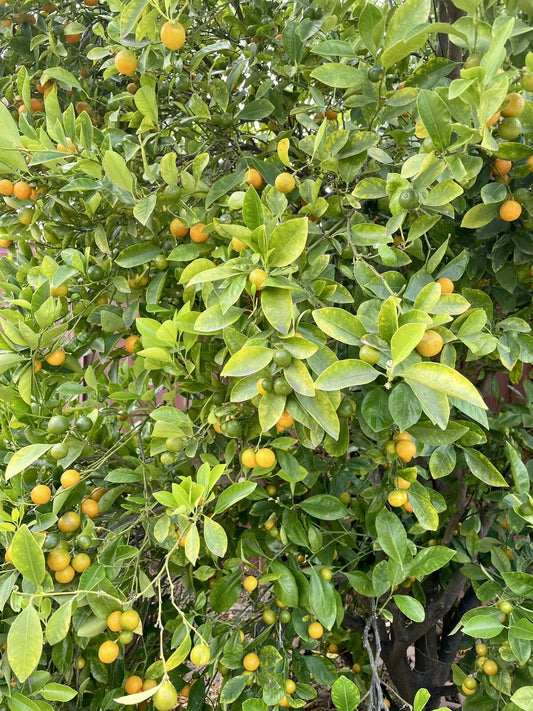 Calamansi Tree Cuttings - 6+ Inch Rooting/Grafting Cuttings - Citrus reticulata x Citrus japonica - Fresh Plant Propagation
