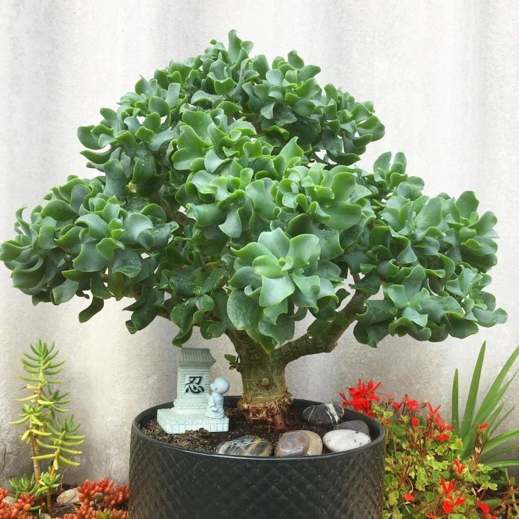 Ripple Wavy Jade Plant Cutting 5+" Crassula Arborescens Undulatifolia Succulent - California Grown, Blue-Green Leaves