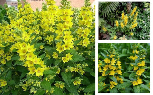2 Yellow Loosestrife Bare Root Plants - Lythrum virgatum - Perennial Wetland Garden Flowers for Marsh & Wildlife