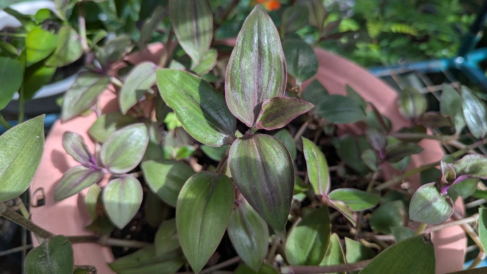 Rare Tradescantia "Purple Plush" Cuttings - 3-4" Long - 5 or 8 Cuttings for Propagation - Perfect for Plant Lovers