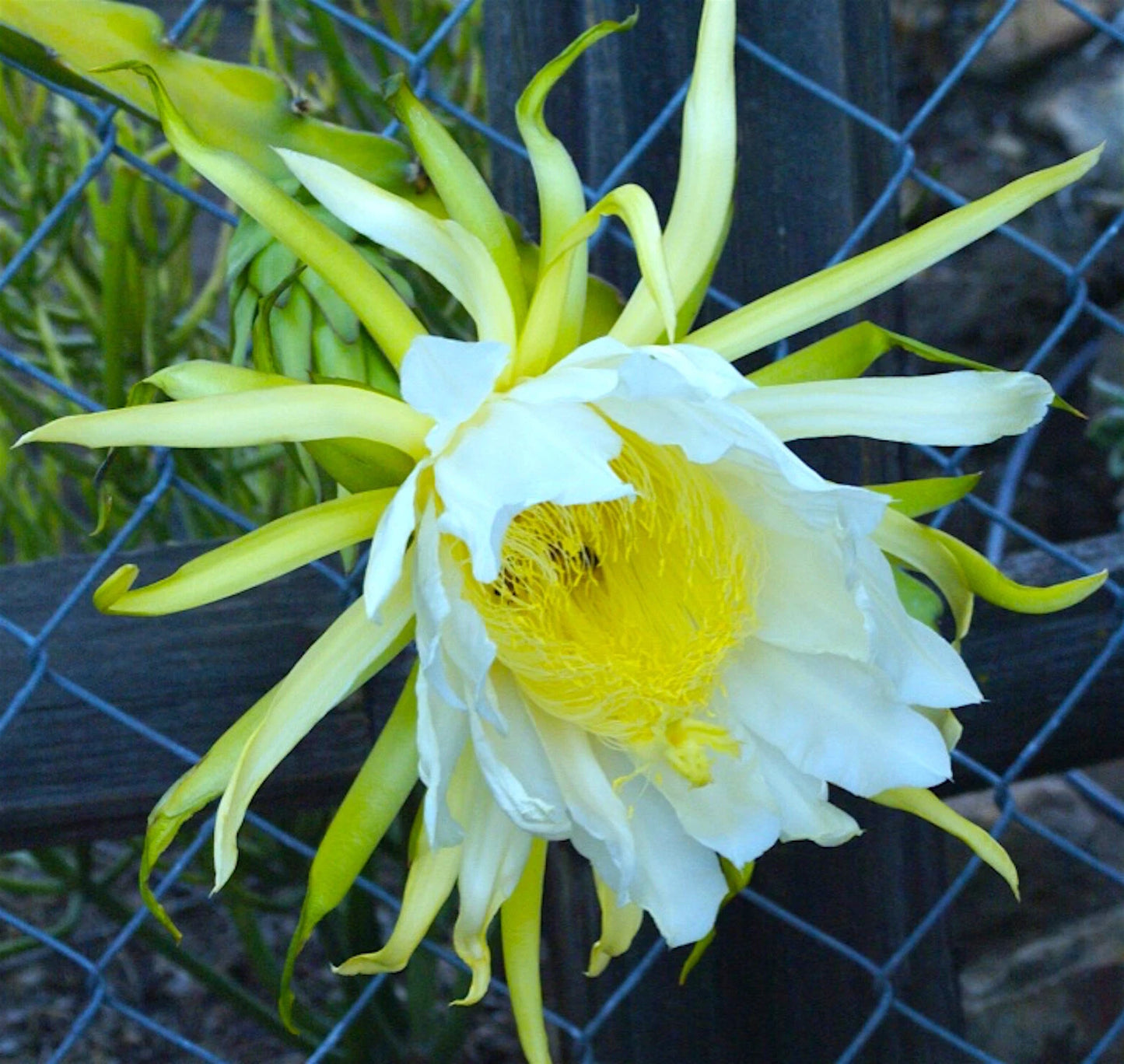 American Beauty Dragon Fruit Cuttings - 8-10 Inch Self Pollinating - Hylocereus undatus (White Flower, Red Fruit)