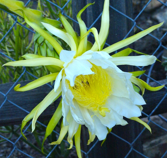 American Beauty Dragon Fruit Cuttings - 8-10 Inch Self Pollinating - Hylocereus undatus (White Flower, Red Fruit)