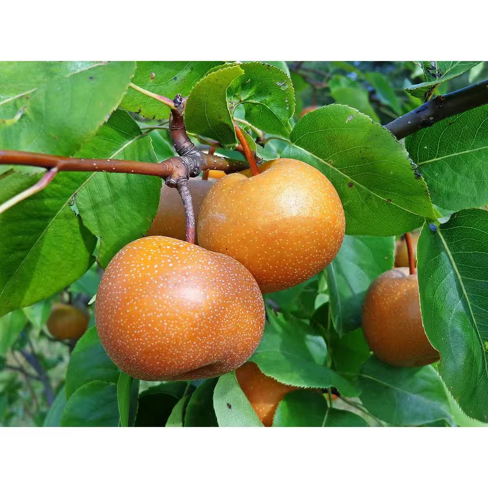 Dwarf Chojuro Asian Pear Tree Bare Root - Sweet Butterscotch Flavor - Pyrus pyrifolia
