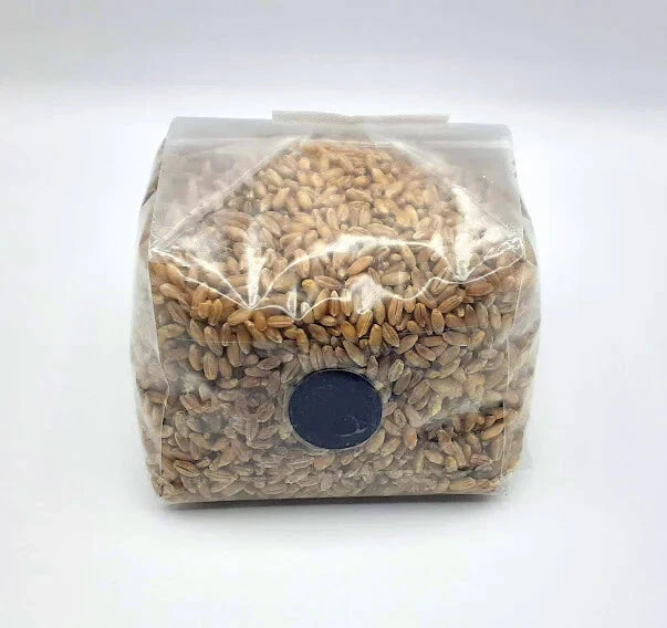 Sterilized Rye Berry Mushroom Grow Bag Substrate 1 Quart with Self-Healing Injection Port - Ready-to-Use Mycology Supplies