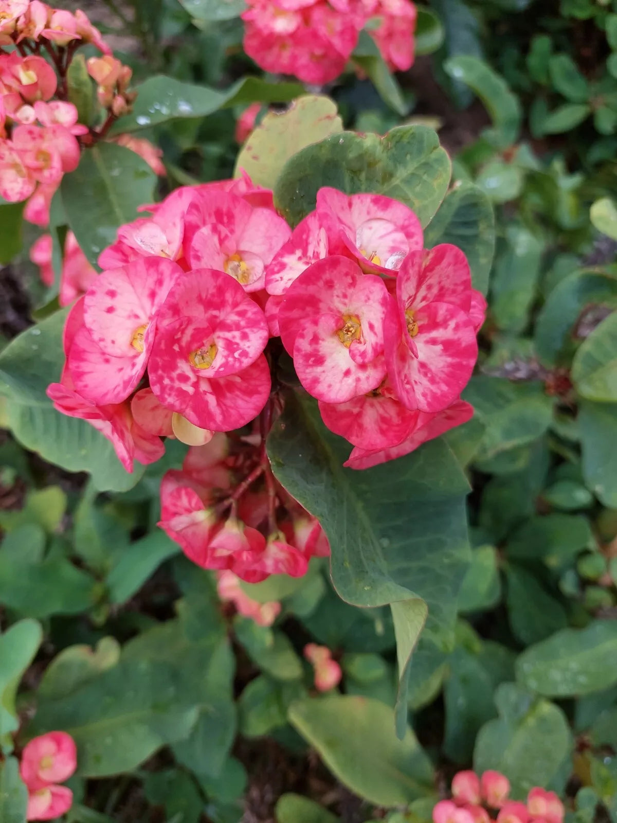 THAI Crown Of Thorns Milii Euphorbia Corona de Christo Hybrid 15" ROOTED plant