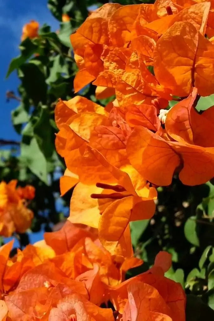 1pc Well Rooted BENGAL ORANGE VARIEGATED Bougainvillea Starter Plant