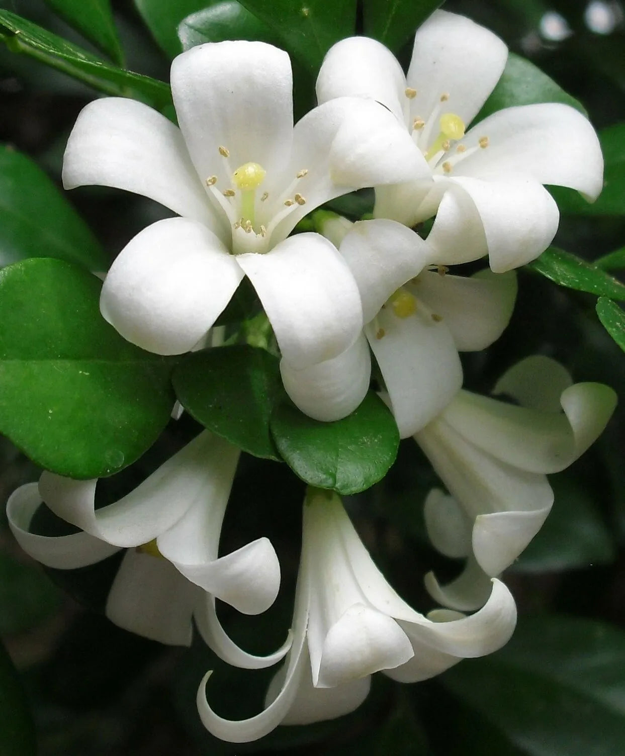 10 Seeds Murraya paniculata | Mock Orange Jasmine | Satinwood