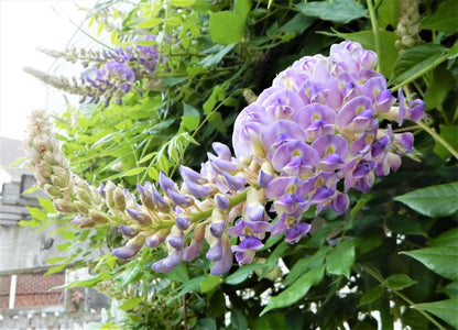 1 Plant 10"+ Tall Blue Moon Wisteria Wisteria Macrostachya "Blue Moon"