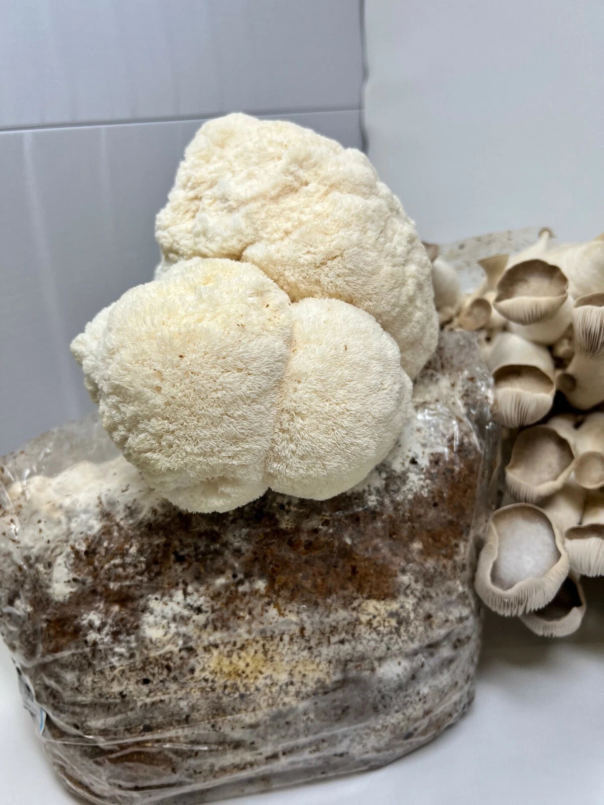 Lion's Mane Mushroom Grow Kit 5.5lb Block - Hericium erinaceus - Easy Home Cultivation for Fresh Gourmet Mushrooms