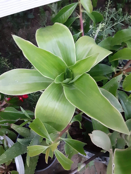 Basket Plant Cutting (1) - Callisia Fragans - No Roots - Easy Care Houseplant