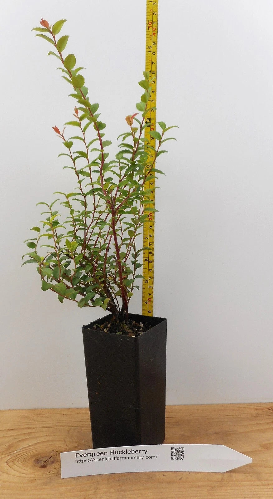 Potted Evergreen Huckleberry Plant - 2 Years Old - Vaccinium ovatum - Compact Shrub with Edible Berries for Garden & Patio