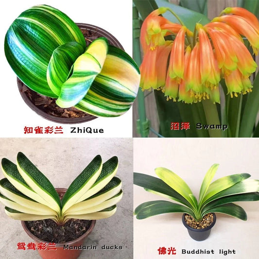Baby Variegated Clivia Plant - Rare Clivia ?? FuLun?? - Colorful Mandarin Ducks - Perfect for Home & Garden