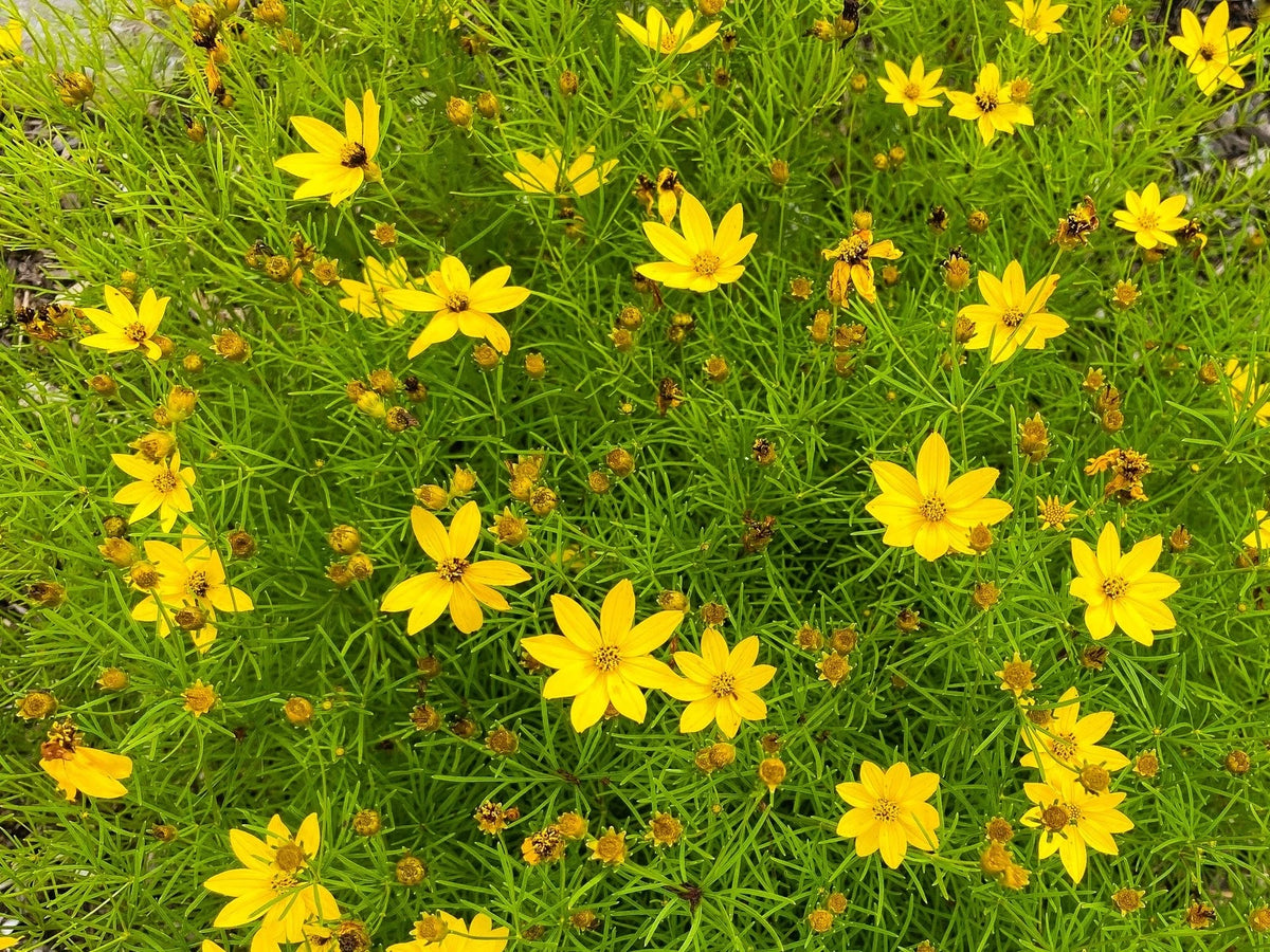 Live Moonbeam TICKSEED Plant - Pint Pot - Yellow Flowering Coreopsis Verticillata - Drought Tolerant Perennial