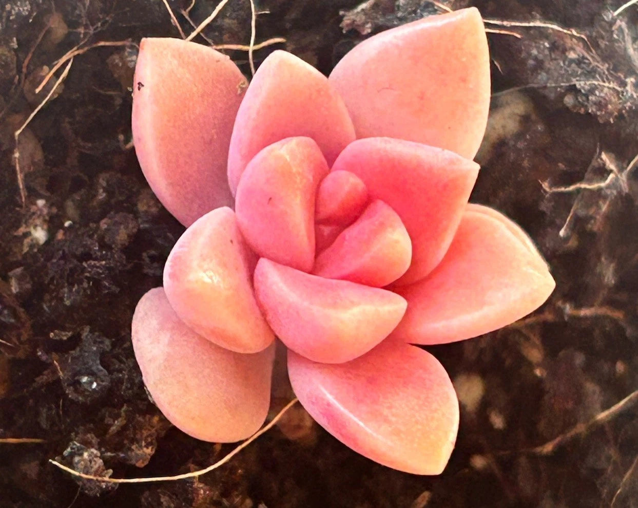 Live Succulent Plant - Baby Graptosedum ‘California Sunset’ - Fully Rooted - Succulent with Vibrant Colors - Ideal for Indoor Gardens
