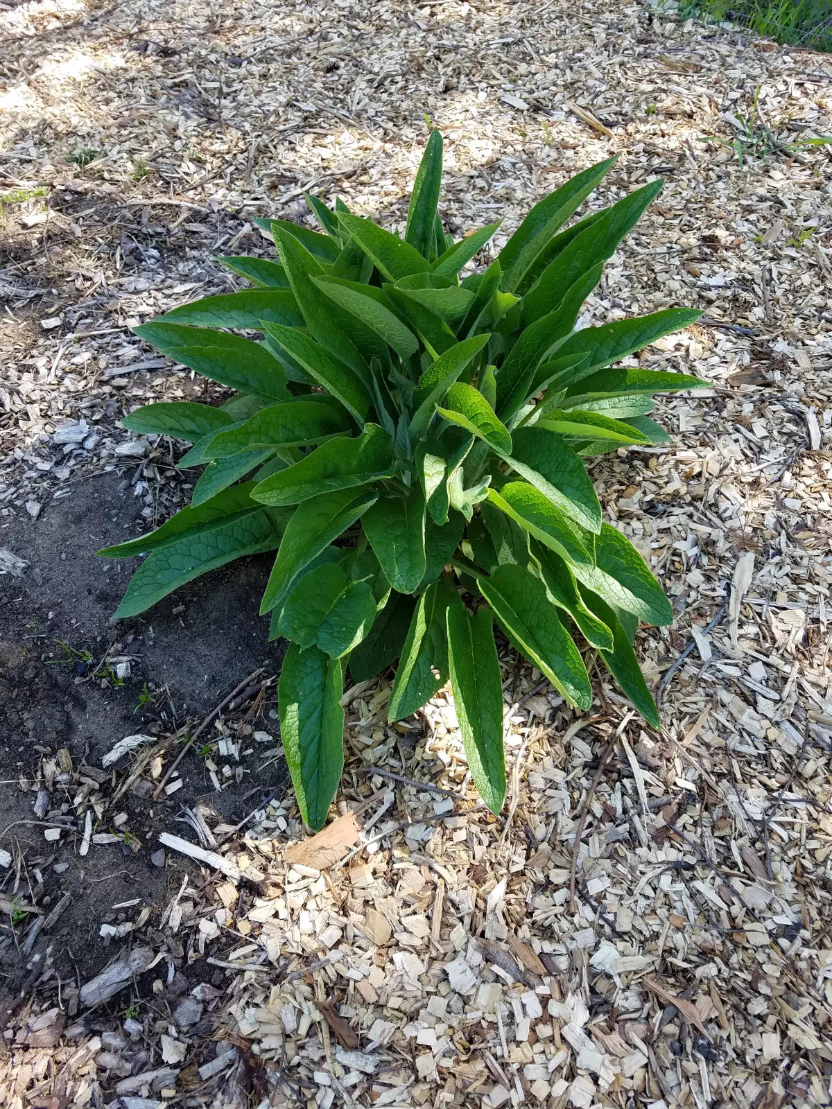 Comfrey Root Cuttings - 5 Pack, Russian Bocking 14, Symphytum × uplandicum, 1-3 Inch, Perennial Plant, Free Shipping