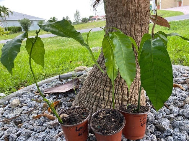 LEMON MERINGUE MANGO SEEDLINGS 4" - Po Pyu Kalay - Sweet, Juicy, Fiberless Mango Variety for Home Gardening - Mangifera Indica