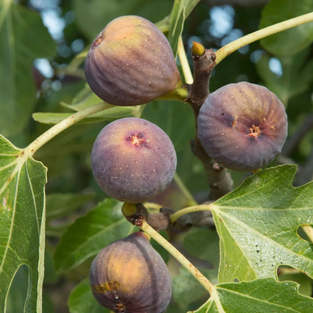 4 Starter Plants Fig Trees "Kadota"