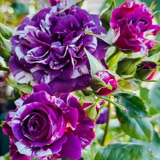 20pcs "Scented Jewel" Purple & White Rose Seeds Fragrant Floribunda Variety